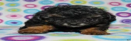 Miniature Poodle dogs for sale: Phantom male - Ad 3