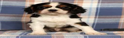 Cavalier King Charles Spaniel dogs for sale: Cutie - Ad 3
