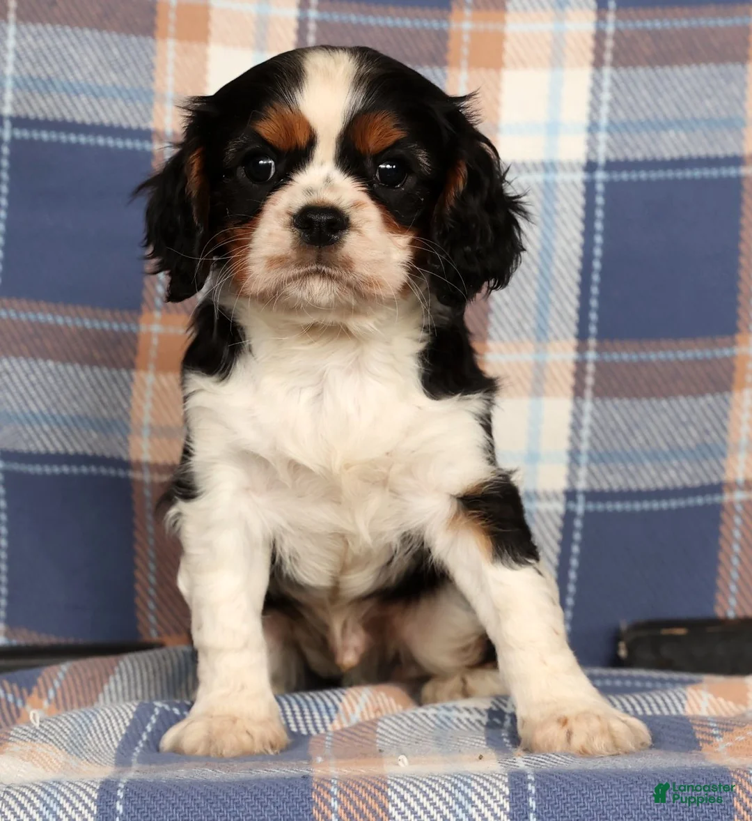 Cavalier King Charles Spaniel dogs for sale: Cutie - Ad 3