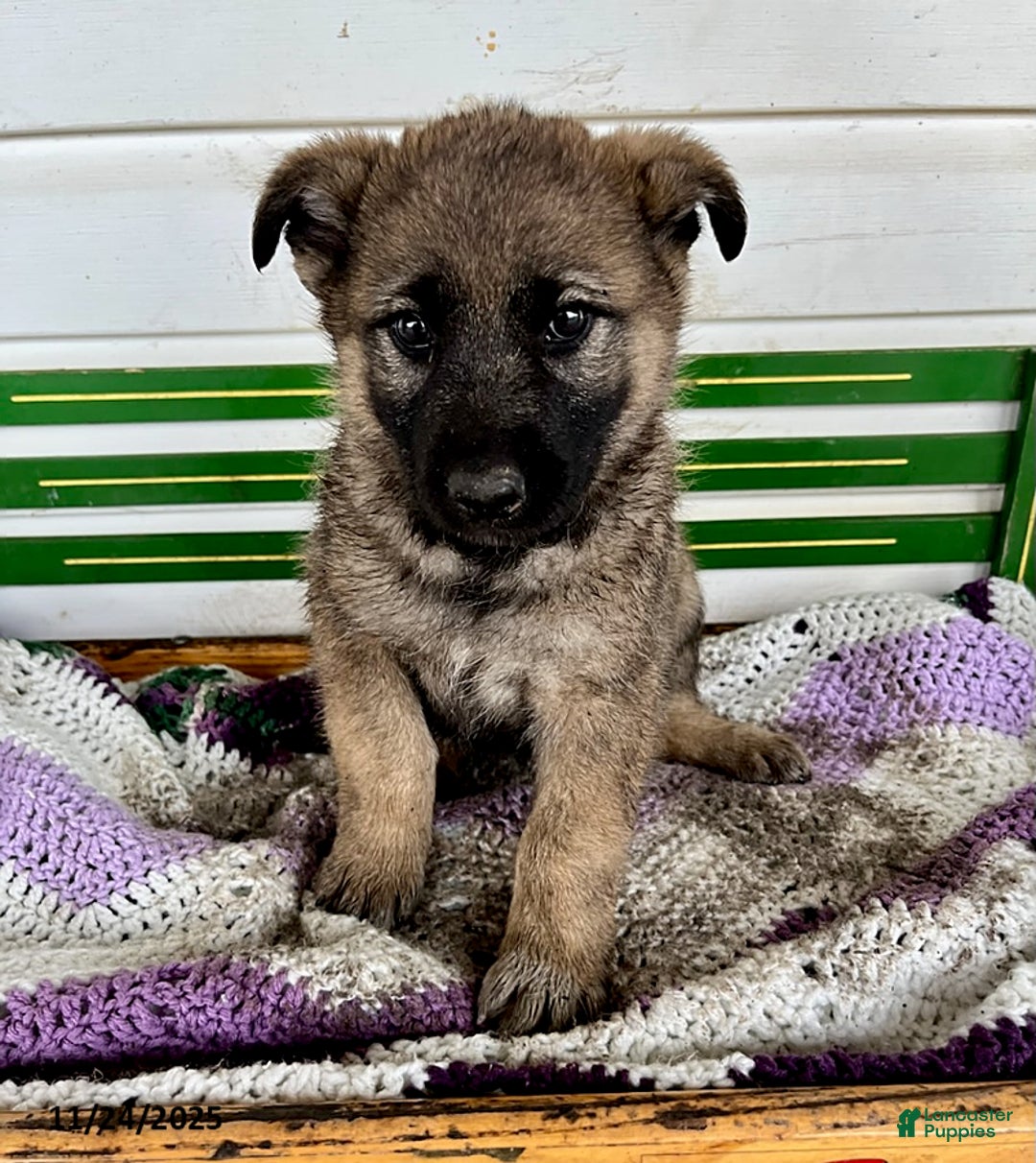 Mixed Breed dogs for sale: Brandon - Ad 2