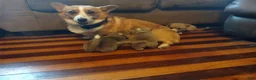 Welsh Corgi Pembroke dogs for sale: Black collar  - Ad 9