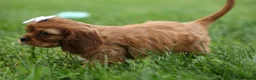 Cavalier King Charles Spaniel dogs for sale: Sierra 🤎🐶 - Ad 11