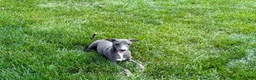 Italian Greyhound dogs for sale: Dannie - Ad 9
