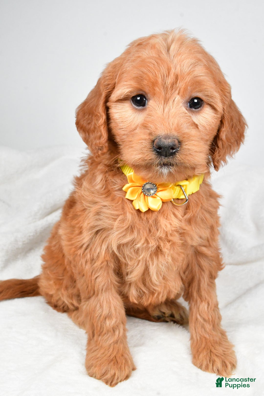 Mini Goldendoodle dogs for sale: Bridget - Ad 7