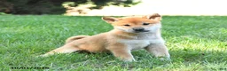 Shiba Inu dogs for sale: Gideon - Ad 5