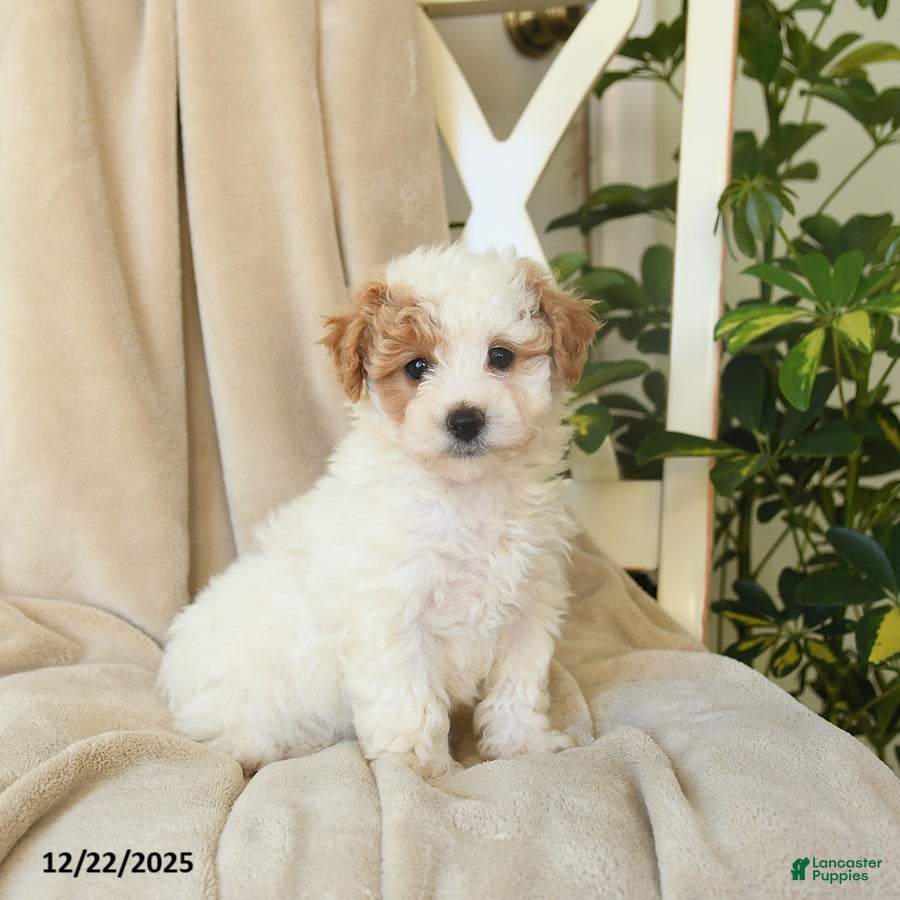 Havapoo dogs Laura - Ad 6