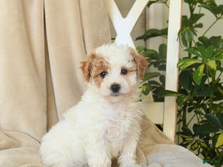 Havapoo dogs Laura - Ad 6