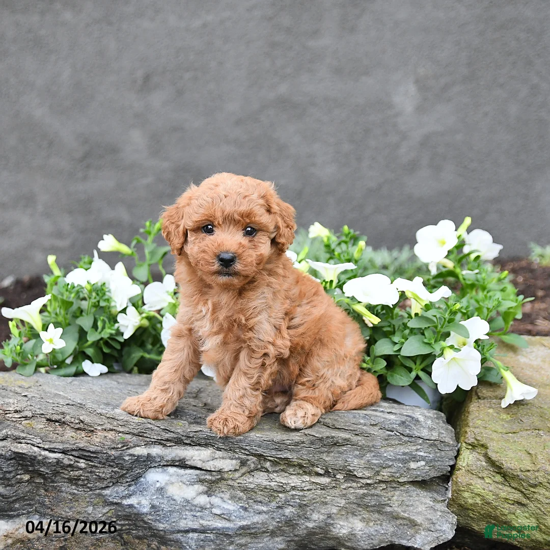 Cavapoo dogs for sale: Tony - Ad 1