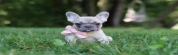 French Bulldog dogs for sale: Bailey - Ad 6
