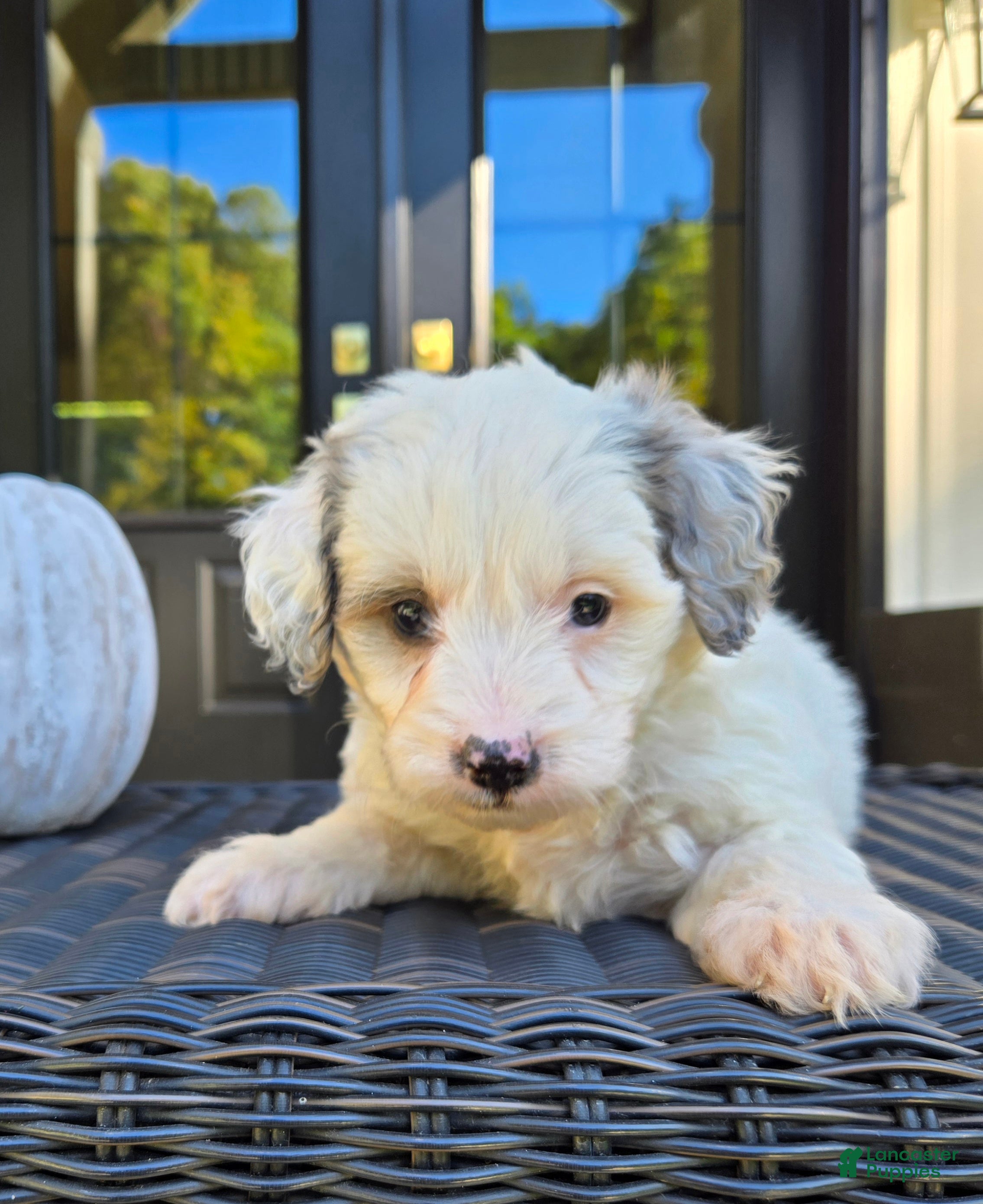 Mini Goldendoodle dogs Remi - Ad 2