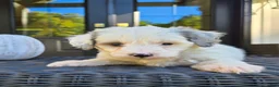 Mini Goldendoodle dogs for sale: Remi - Ad 2