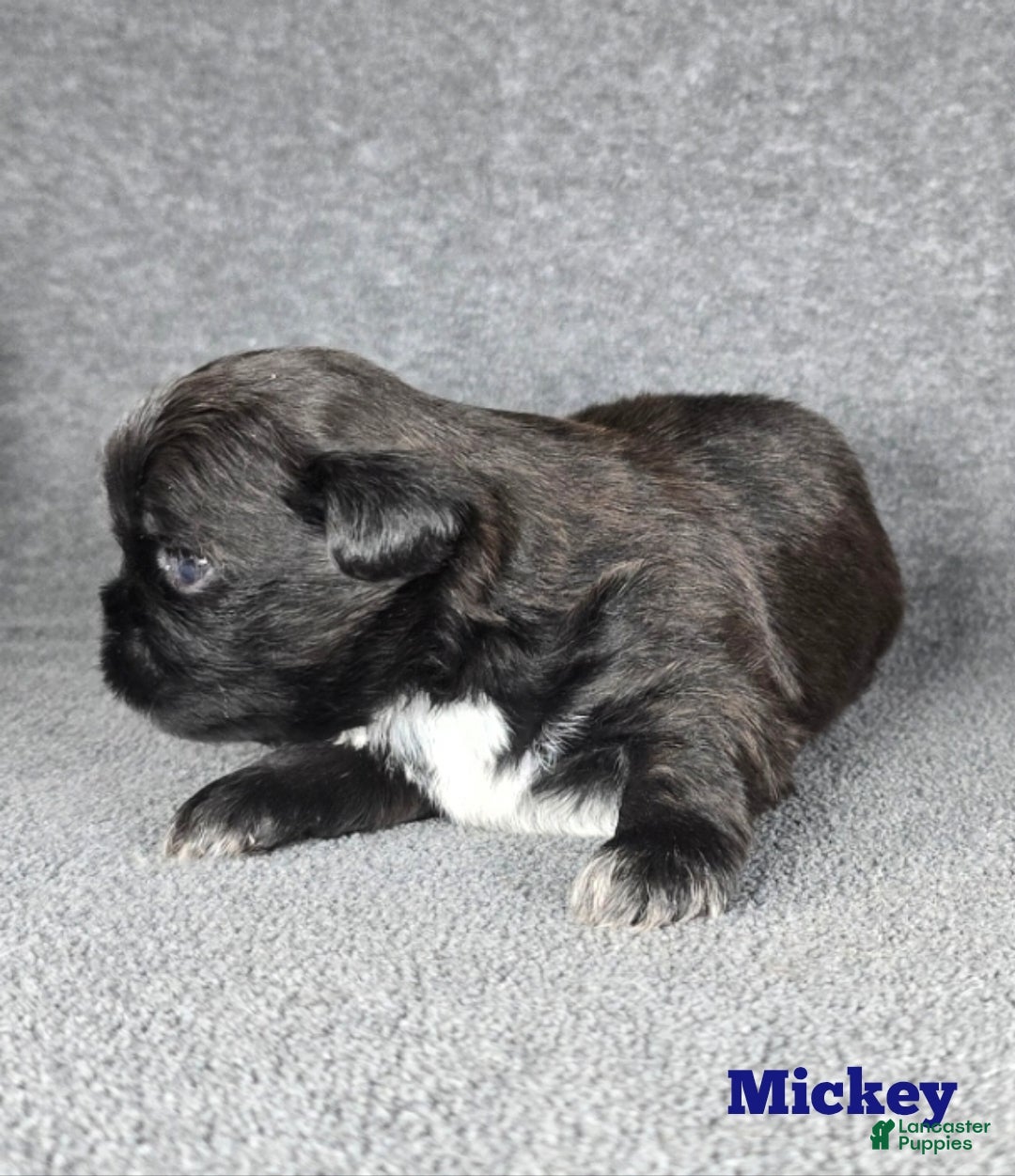 Shih Tzu dogs for sale: Mickey  - Ad 2