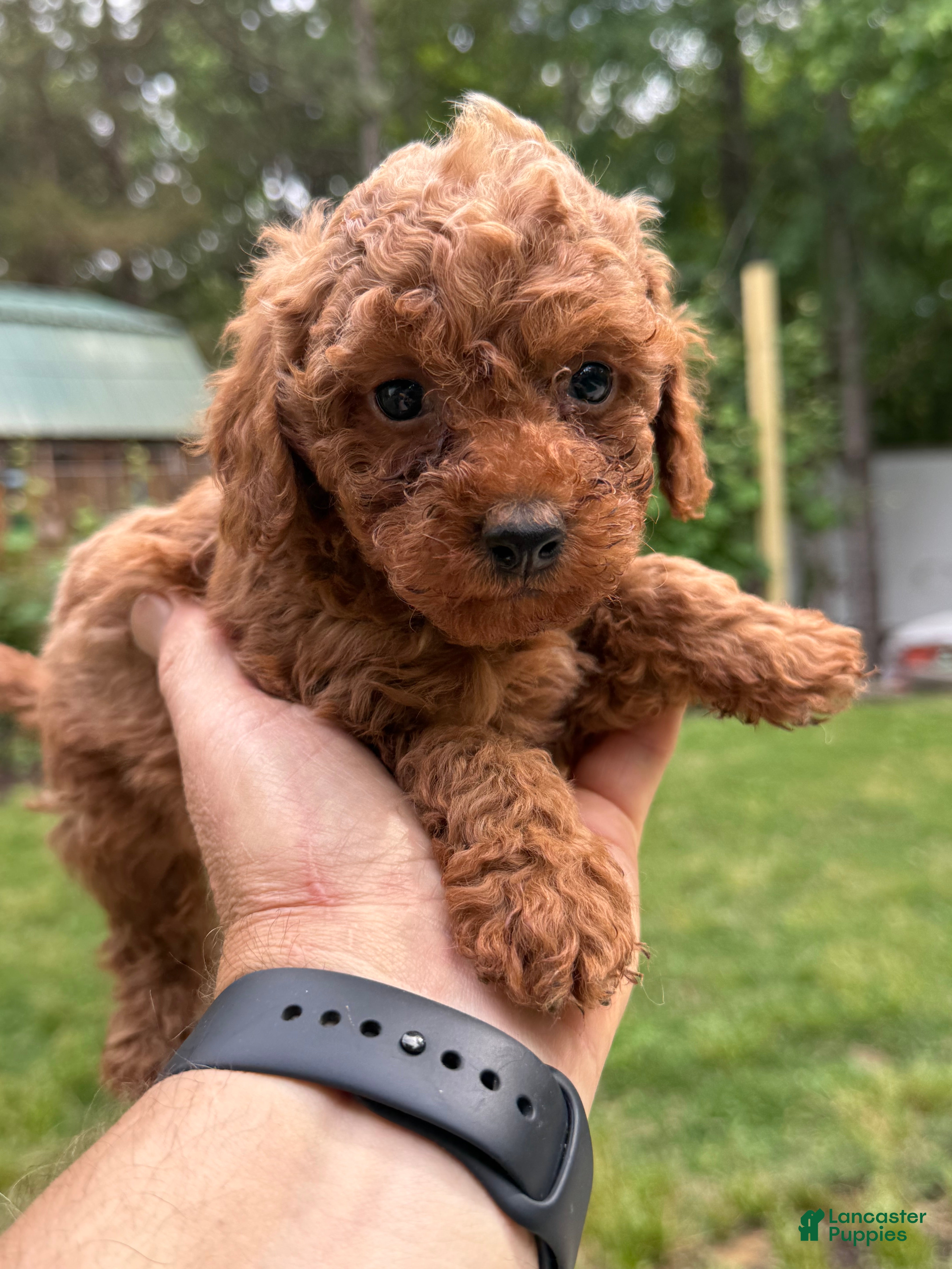 Miniature Poodle dogs for sale: Miniature Poodle Puppy 2 - Ad 1