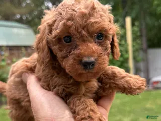 Miniature Poodle dogs for sale: Miniature Poodle Puppy 2 - Ad 1