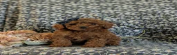 Miniature Poodle dogs for sale: Sybil - Ad 2