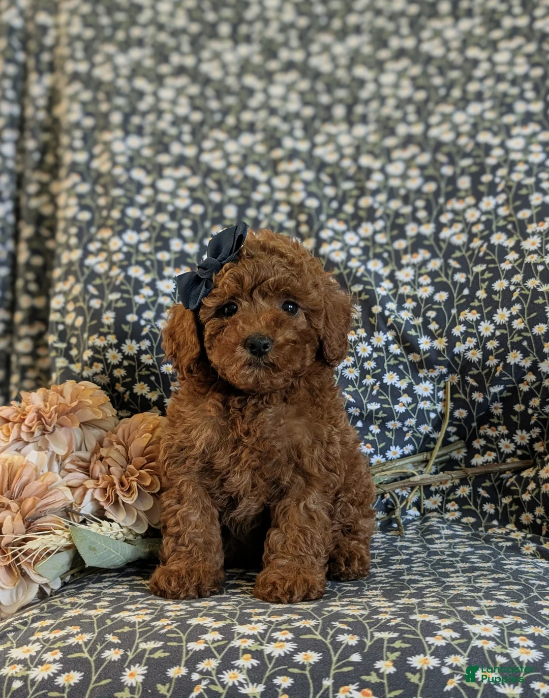 Miniature Poodle dogs for sale: Sybil - Ad 2