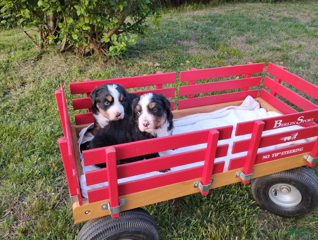 Bernese Mountain Dog dogs for sale: Bernese Mountain Dog Puppy 2 - Ad 8