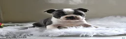 Boston Terrier dogs for sale: Winston - Ad 3