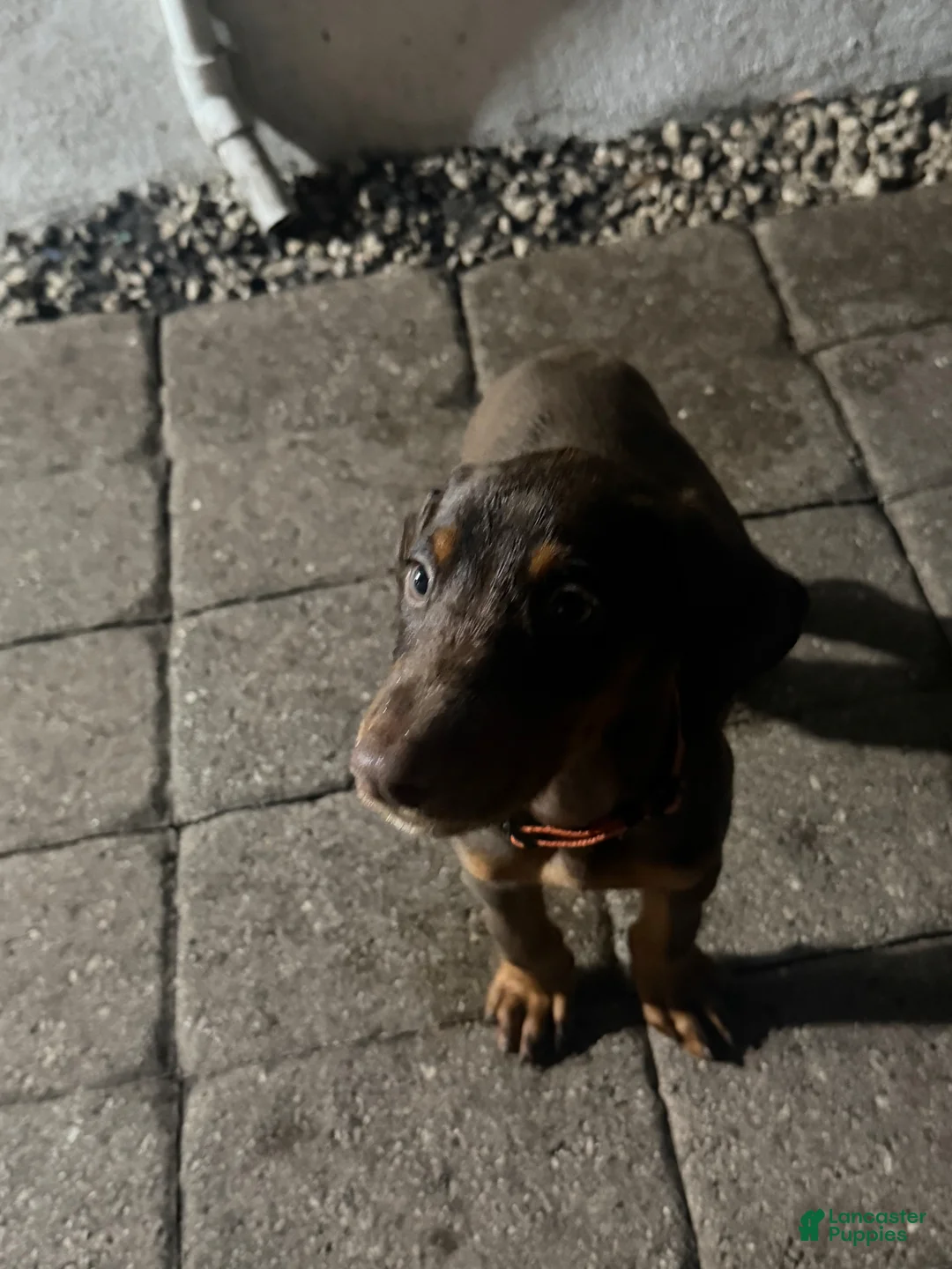 Doberman Pinscher dogs for sale: Doberman Pinscher Orange collar - Ad 2