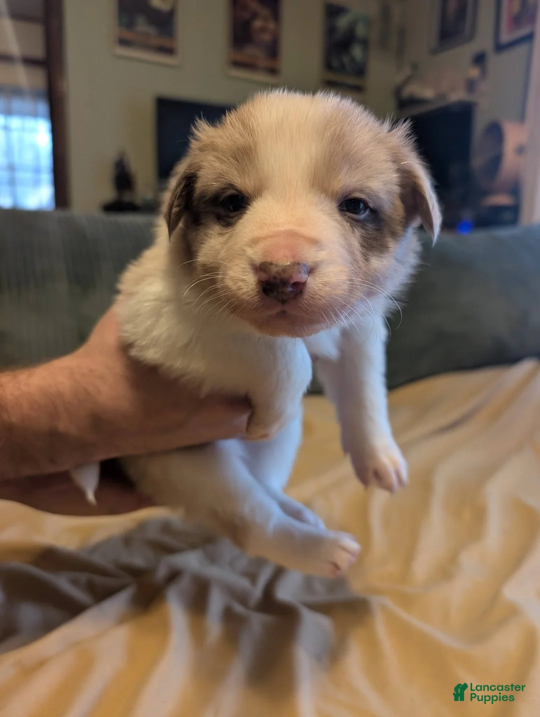 Border Collie dogs for sale: Male 4 - Ad 1