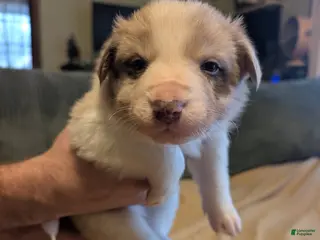 Border Collie dogs Male 4 - Ad 42