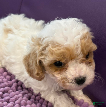 Standard Poodle dogs Sammy - Ad 2