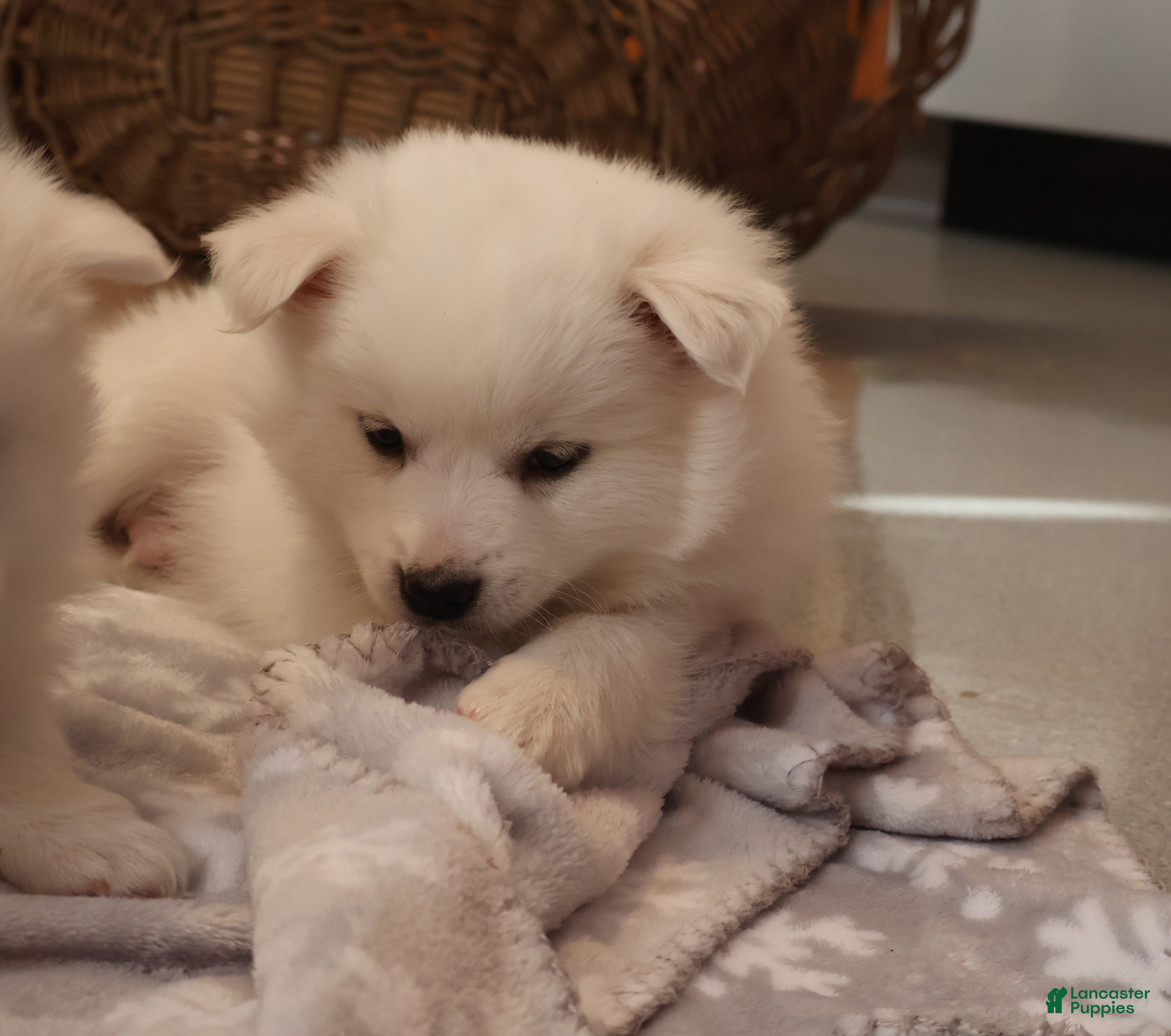 American Eskimo dogs Axel - Ad 24
