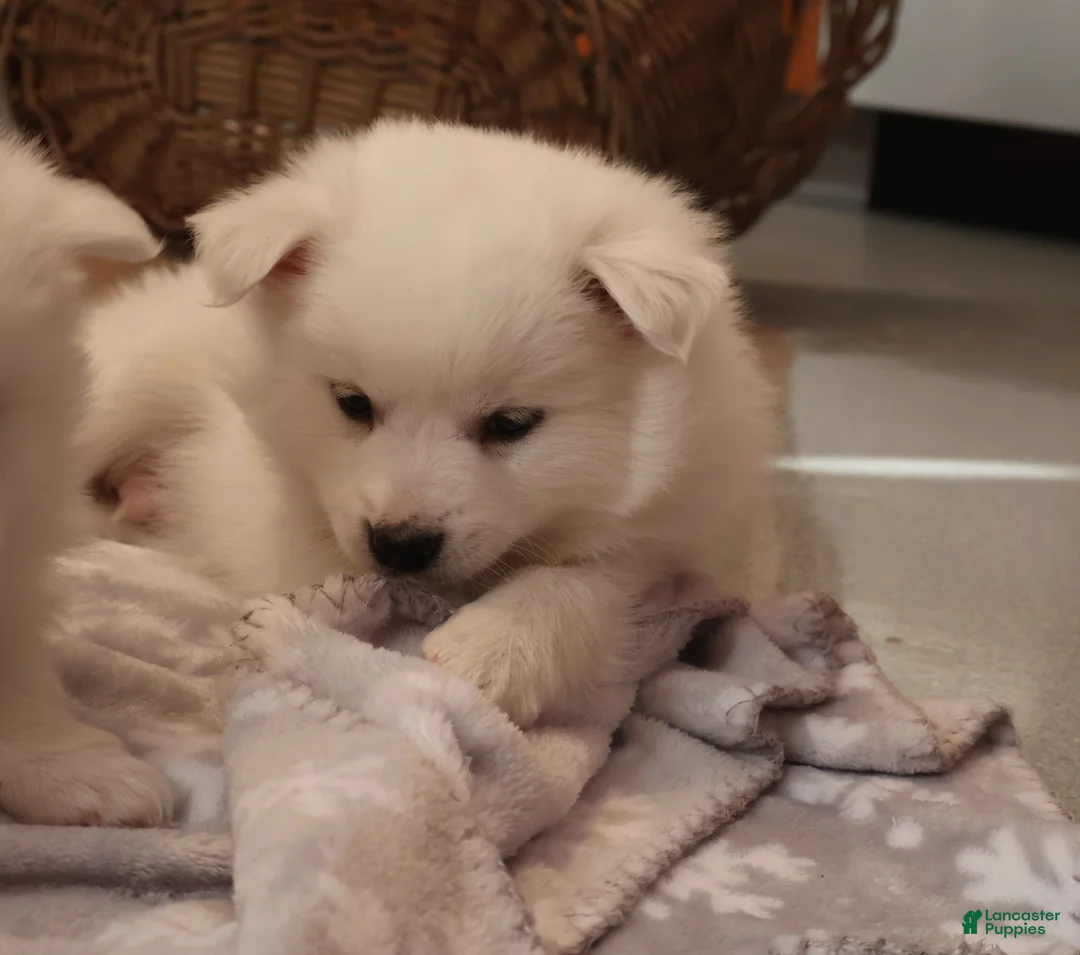 American Eskimo dogs for sale: Axel - Ad 1