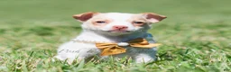 Chihuahua dogs for sale: Sushi AKC - Ad 1