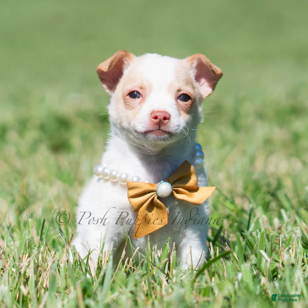 Chihuahua dogs for sale: Sushi AKC - Ad 1