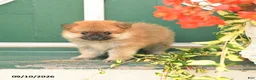 Pomeranian dogs for sale: Max - Ad 4