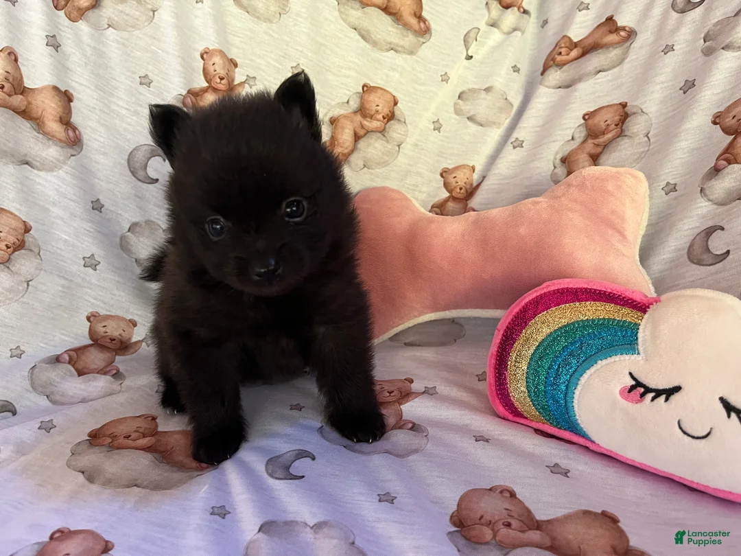 Pomeranian dogs for sale: Black Beauty - Ebony F2 - Ad 1