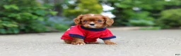 Cavalier King Charles Spaniel dogs for sale: George - Ad 3