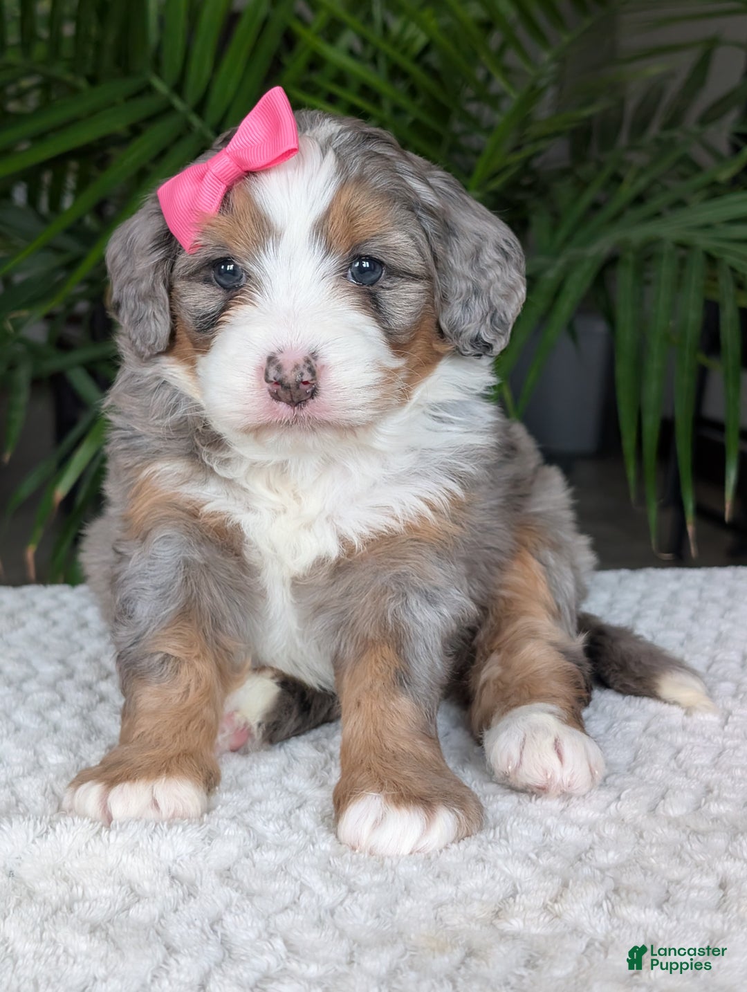 Mini Bernedoodle dogs for sale: Mini Allie  - Ad 16