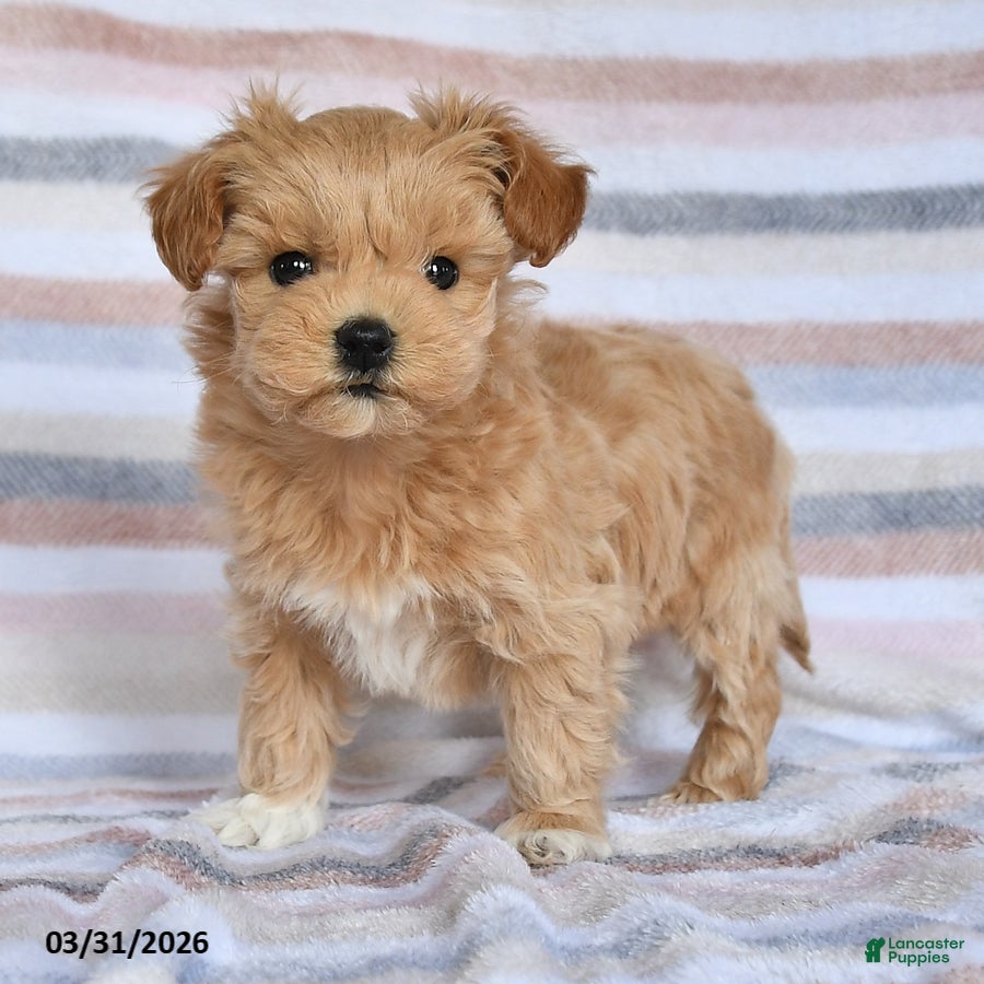 Maltipoo dogs Shyla - Ad 2