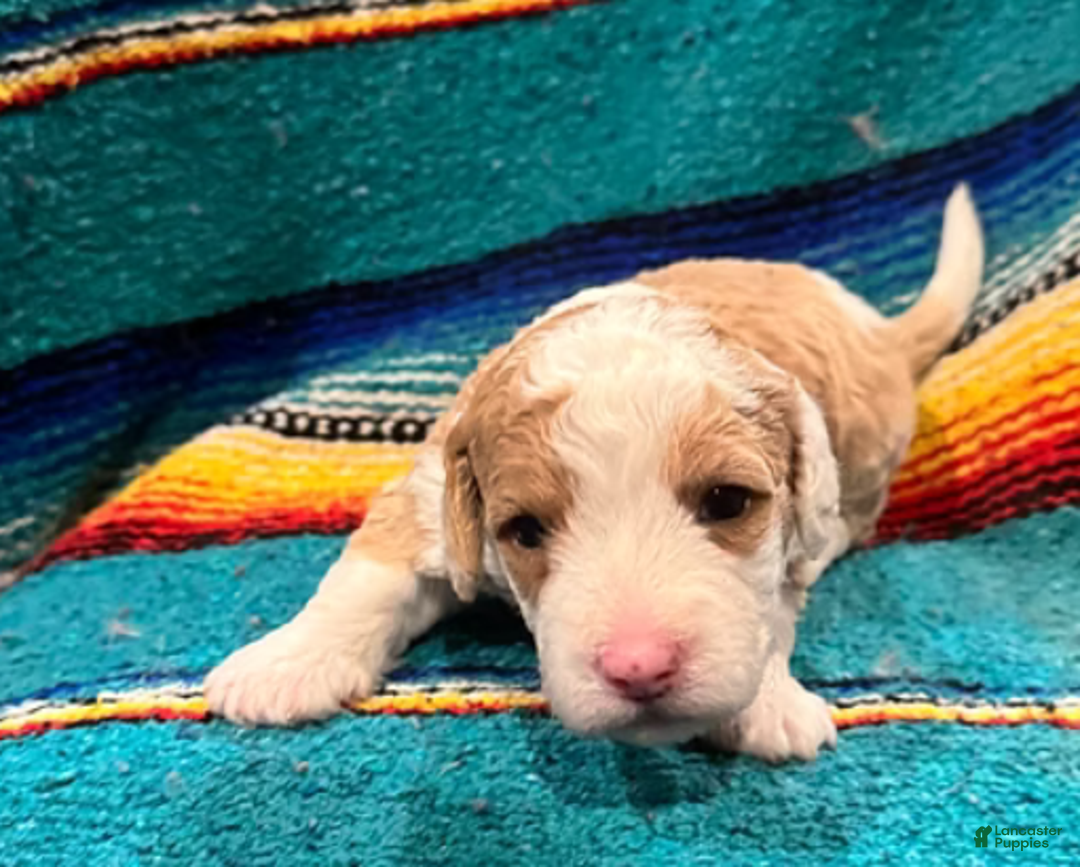 Mini Bernedoodle dogs for sale: Simba - Ad 7