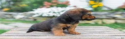 Miniature Dachshund dogs for sale: Gus - Ad 11