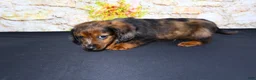 Miniature Dachshund dogs for sale: Butters - Ad 10