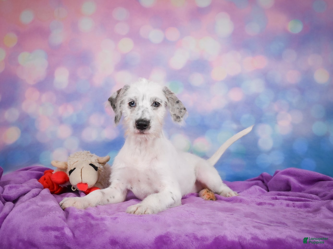 Mixed Breed dogs Rex - Ad 1