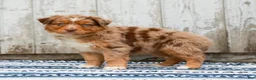 Australian Shepherd dogs for sale: Crystal - Ad 7