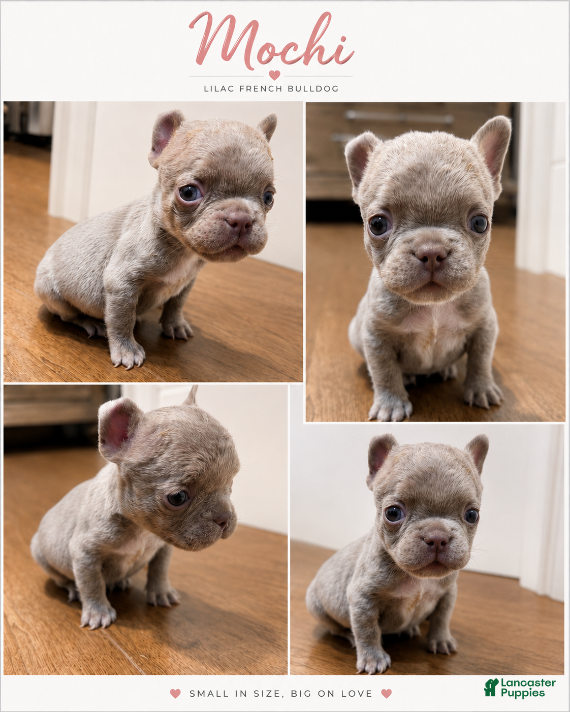 French Bulldog dogs 🐾 Meet Mochi – AKC French Bulldog Male Ready for His Forever Home! - Ad 1