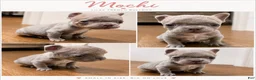French Bulldog dogs for sale: 😍Ivy- Blue AKC French Bulldog Female | Ready Now! - Ad 9