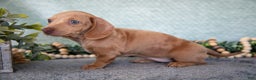 Miniature Dachshund dogs for sale: Bess - Ad 1