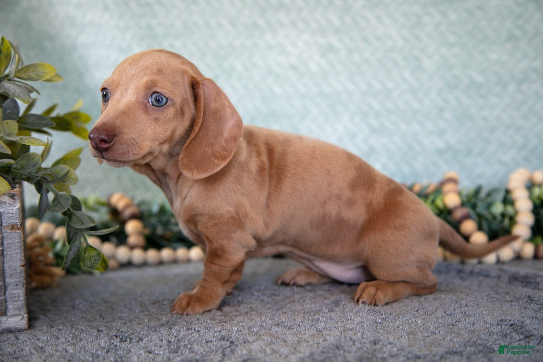 Miniature Dachshund dogs for sale: Bess - Ad 1