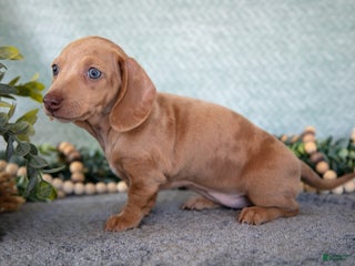 Miniature Dachshund dogs Bess - Ad 2