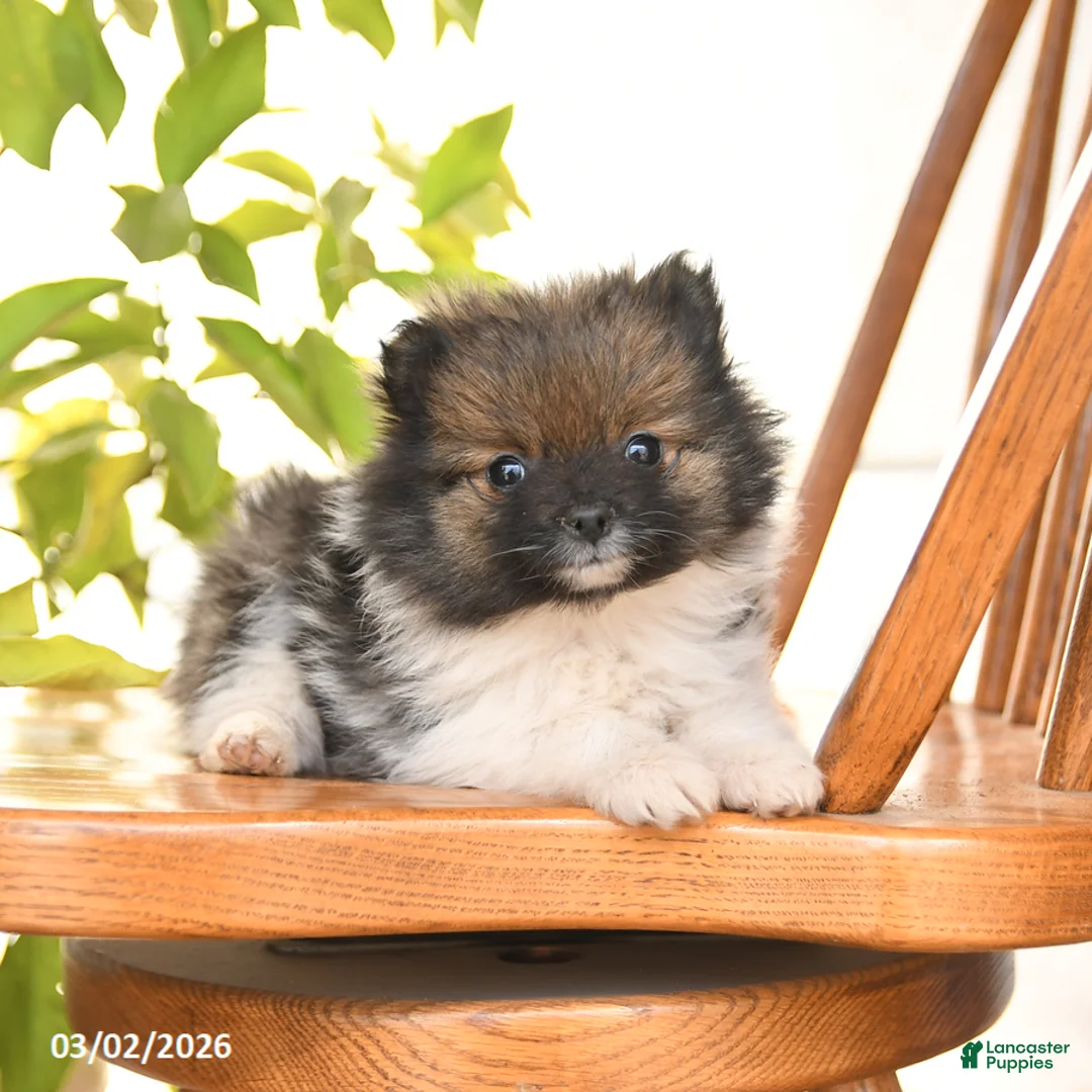 Pomeranian dogs for sale: Ivory - Ad 5