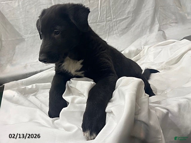 Mixed Breed dogs Kip  - Ad 2