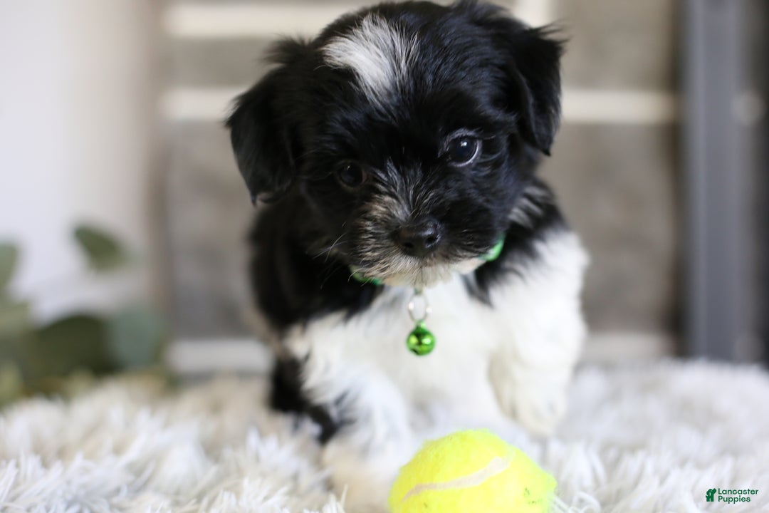 Maltipoo Puppies for sale in Apple Creek, Ohio Lancaster Puppies