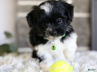 Maltipoo dogs - Ad 7