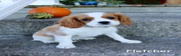 Cavalier King Charles Spaniel dogs for sale: Fletcher - Ad 4